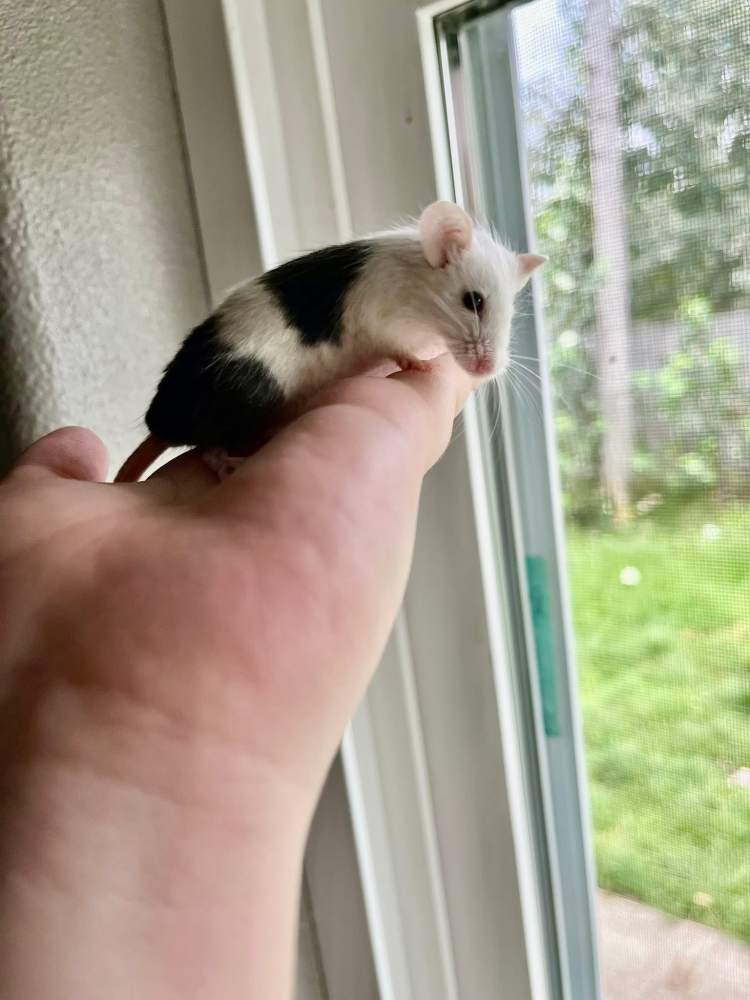 Fancy mouse Pet only Mus musculus 