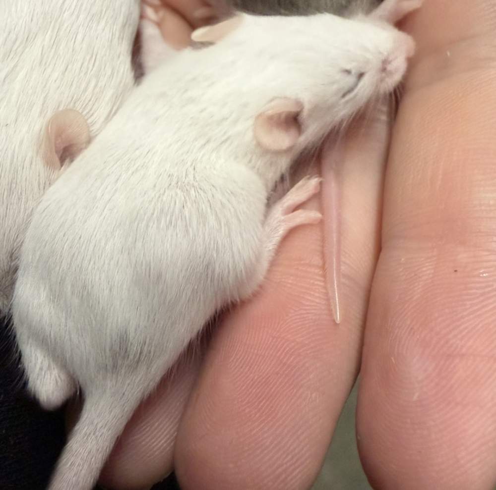 Fancy mouse Available for rehoming Mus musculus 