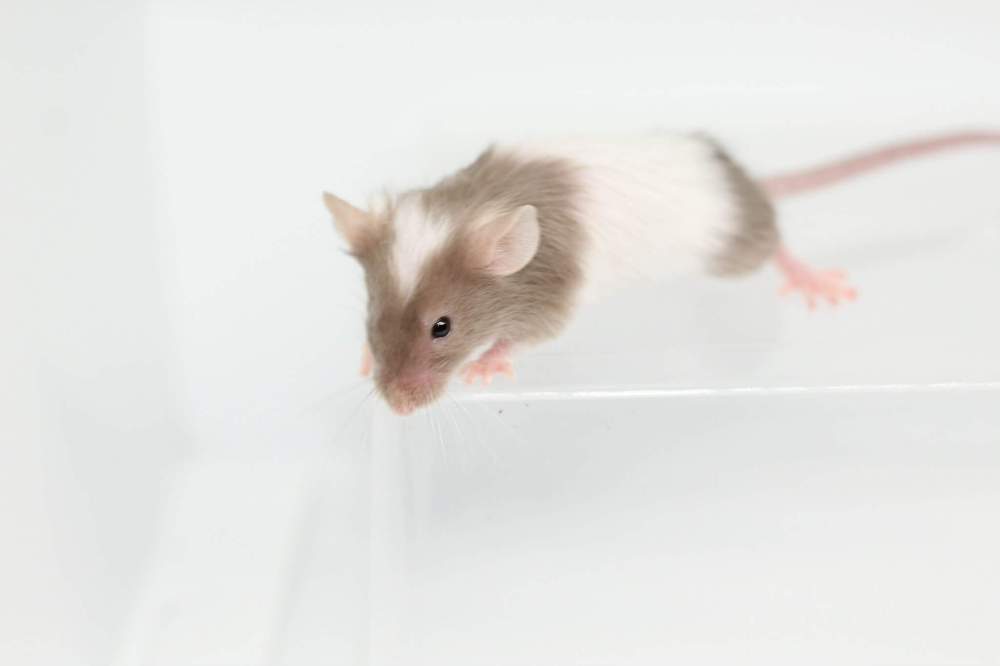 Fancy mouse Breeder Mus musculus 