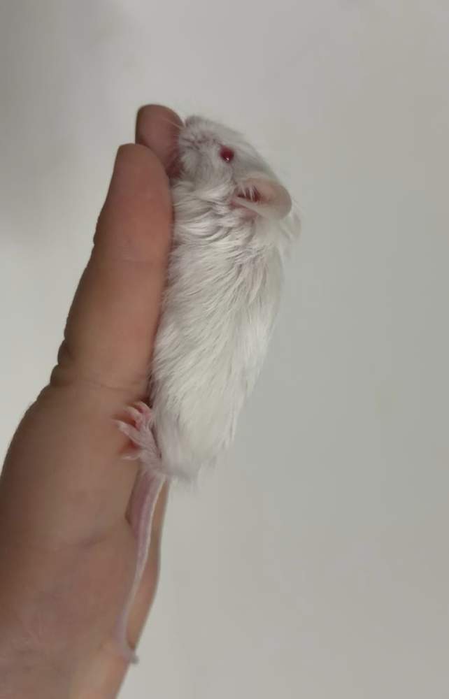 Fancy mouse Breeder Mus musculus 