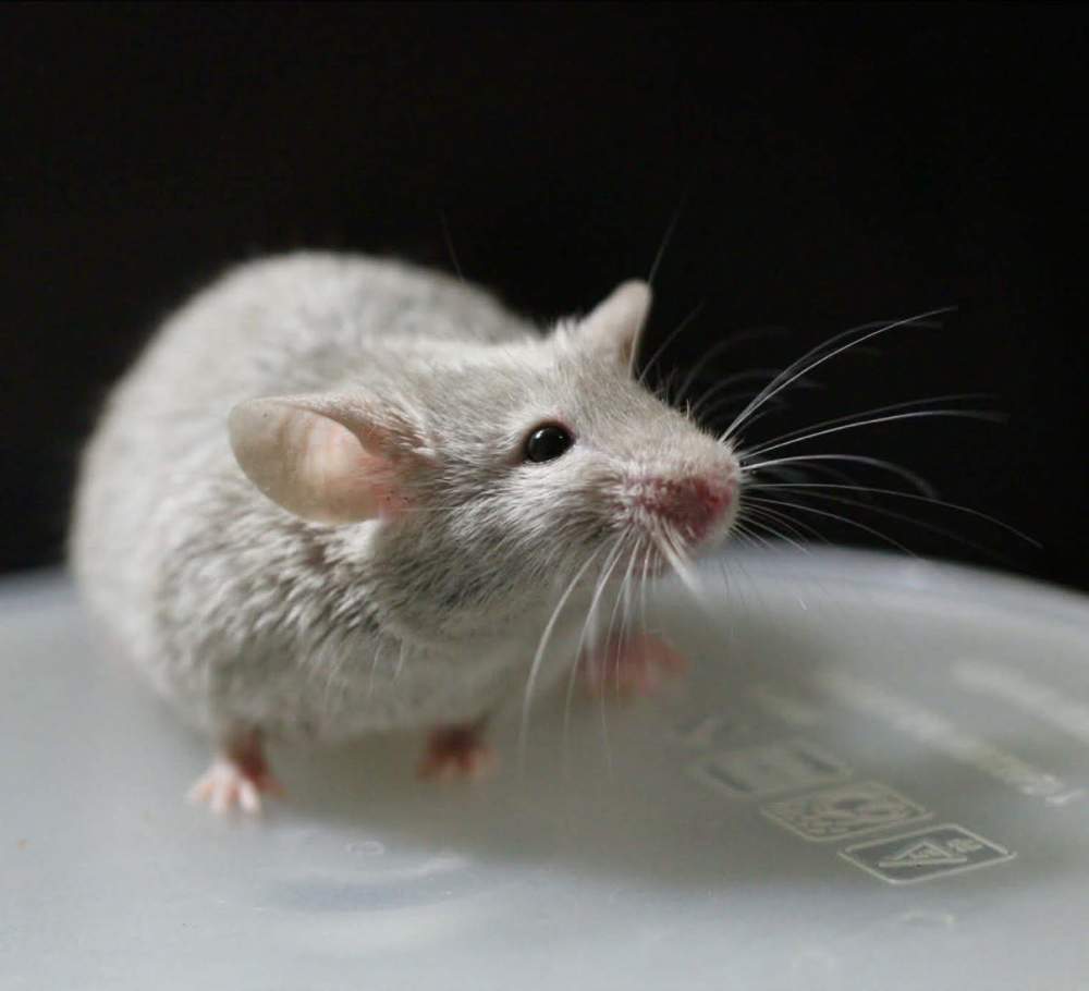 Fancy mouse Breeder Mus musculus 