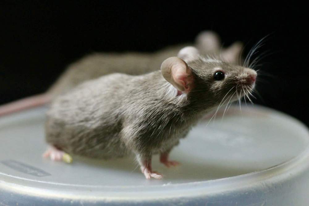 Fancy mouse Breeder Mus musculus 