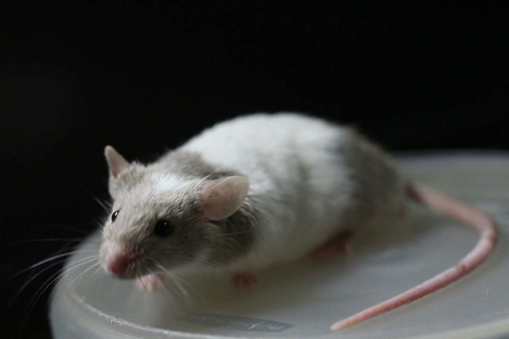 Fancy mouse Breeder Mus musculus 