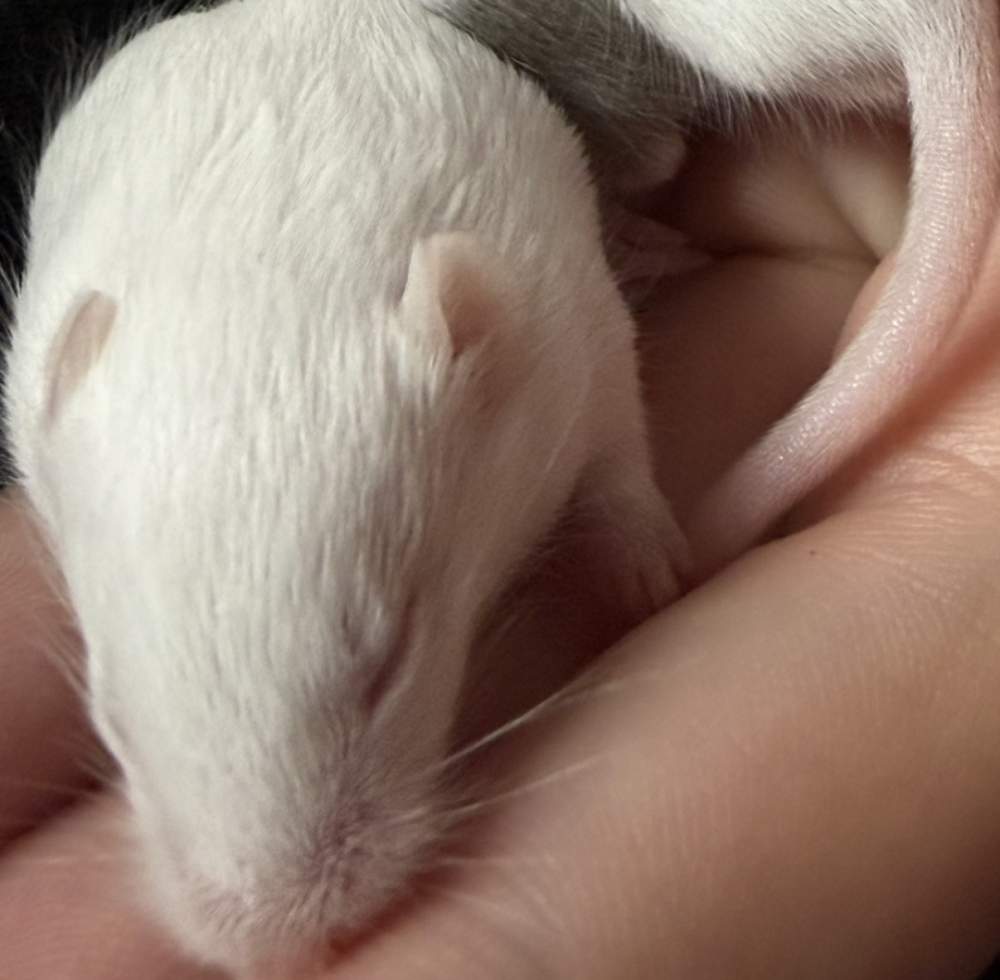 Fancy mouse Available for rehoming Mus musculus 