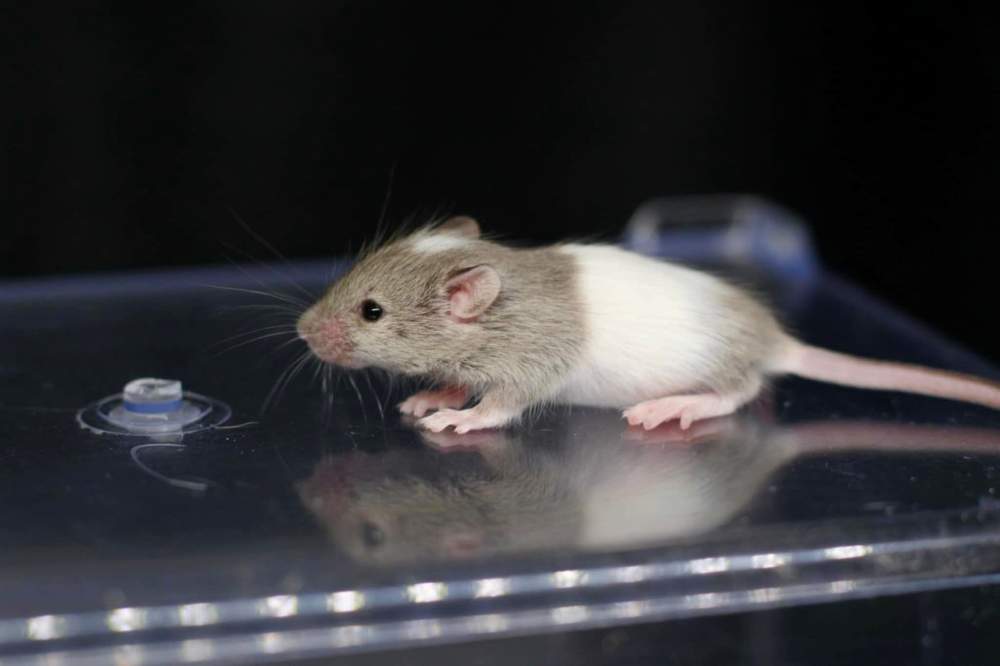 Fancy mouse Available for rehoming Mus musculus 