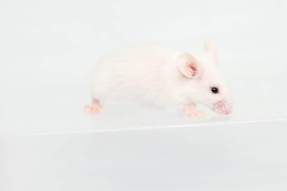 Fancy mouse Breeder Mus musculus 