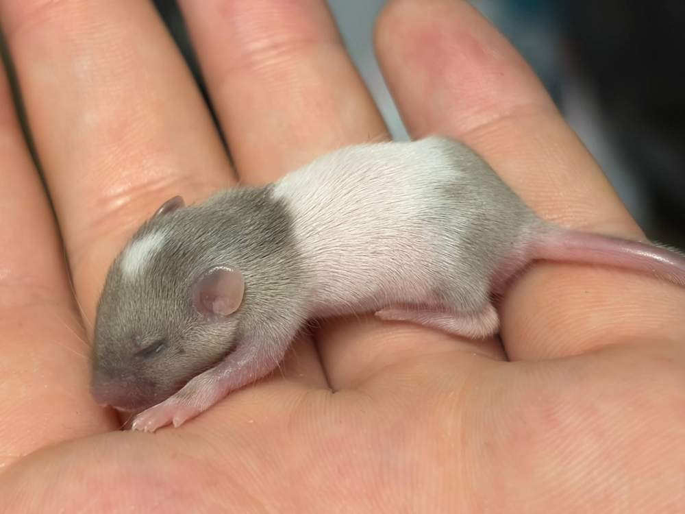 Fancy mouse Available for rehoming Mus musculus 