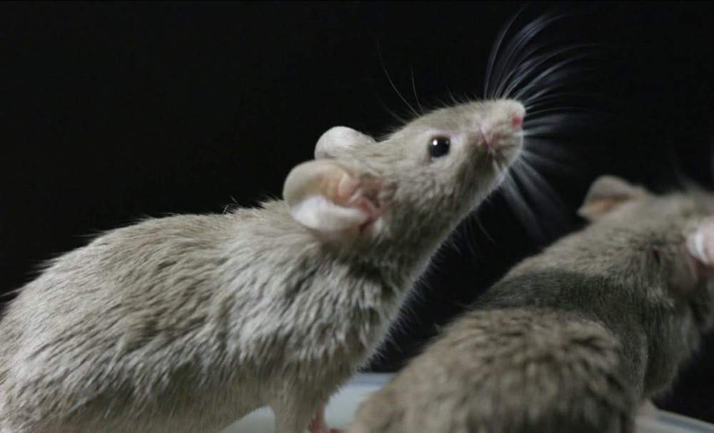 Fancy mouse Breeder Mus musculus 