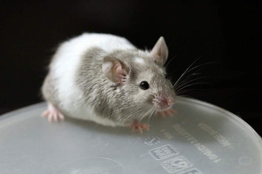 Fancy mouse Breeder Mus musculus 