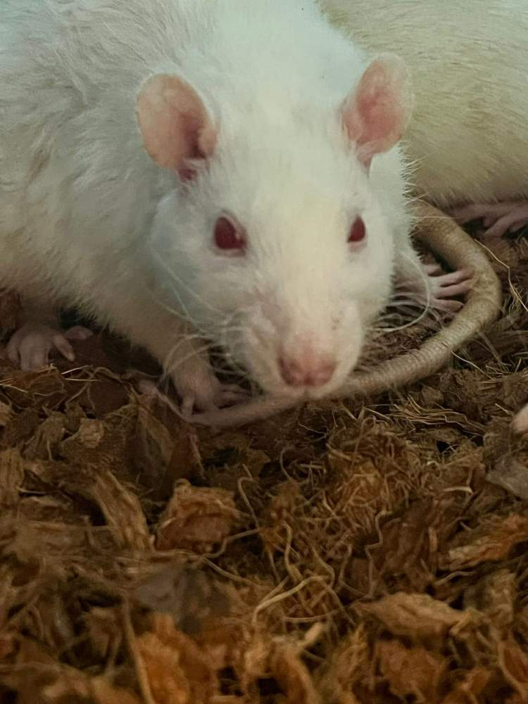 Laboratory rat Breeder Rattus novergicus domestica 