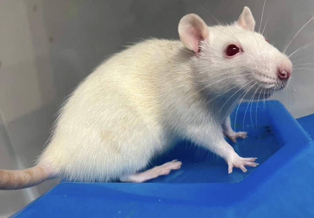 Laboratory rat Breeder Rattus novergicus domestica 