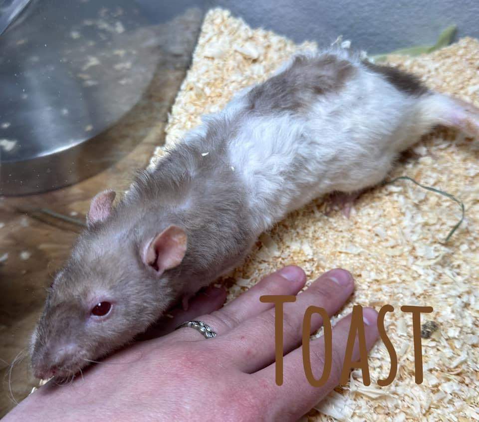 Fancy rat Owned by other Rattus norvegicus 