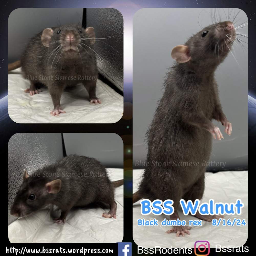 Fancy rat Deceased Rattus norvegicus 