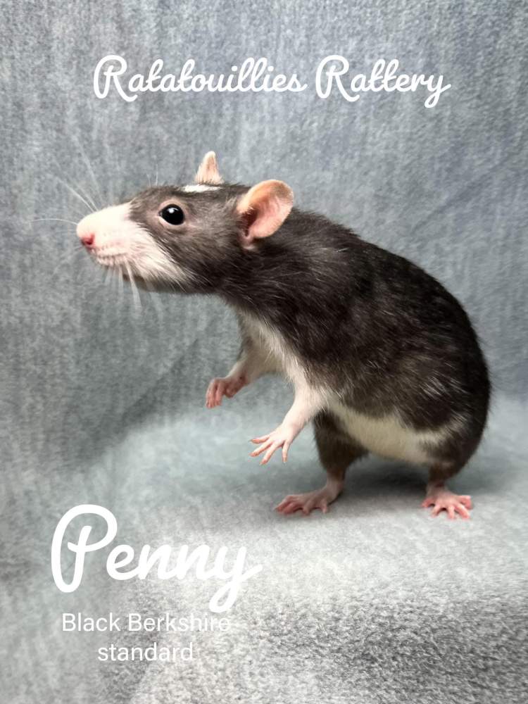 Fancy rat Owned by other Rattus norvegicus 