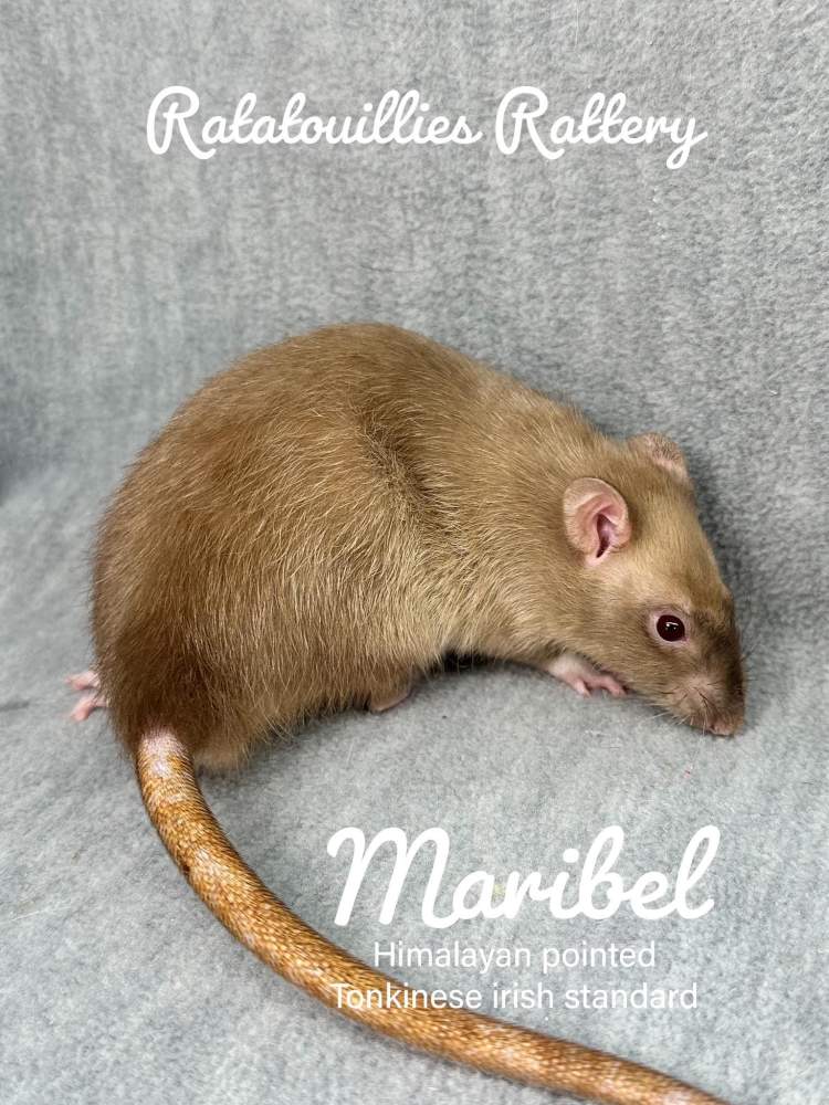 Fancy rat Owned by other Rattus norvegicus 
