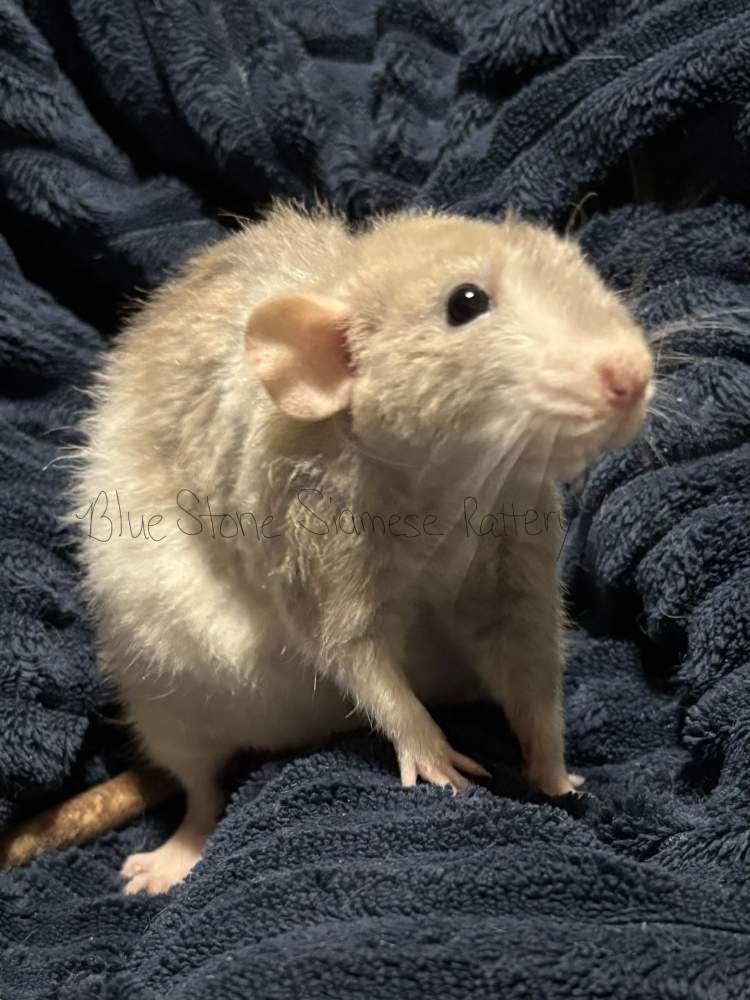 Fancy rat Deceased Rattus norvegicus 