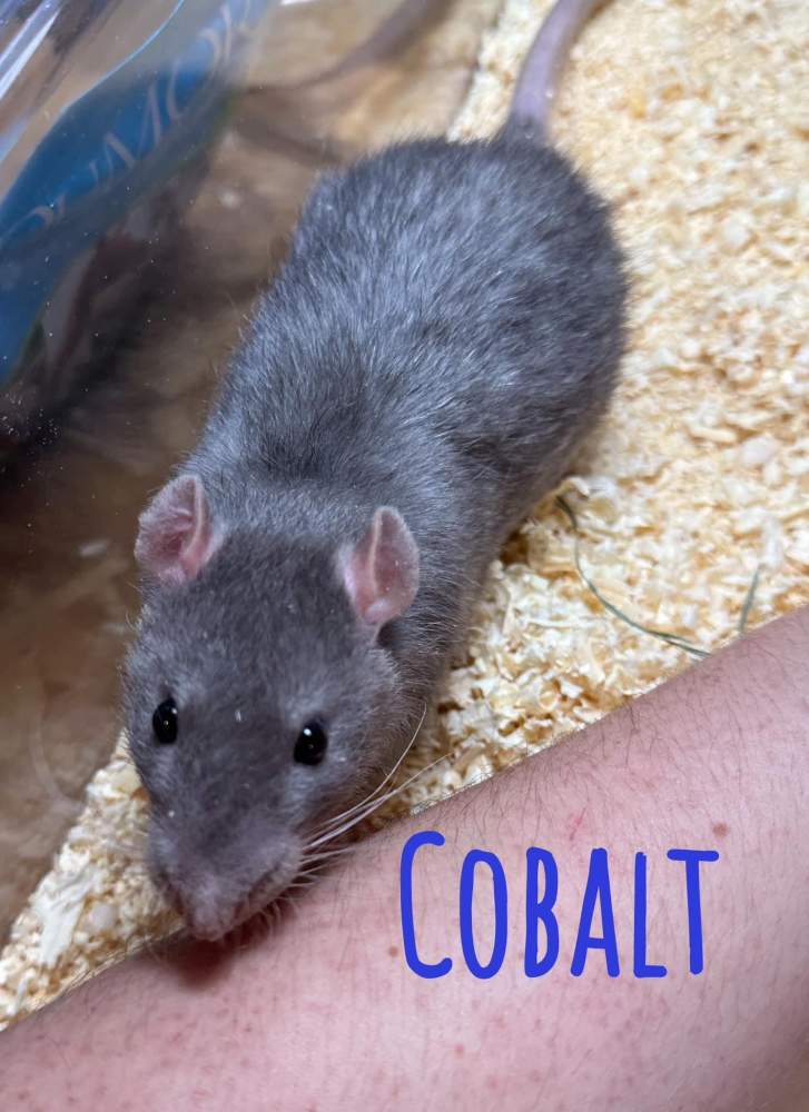 Fancy rat Owned by other Rattus norvegicus 