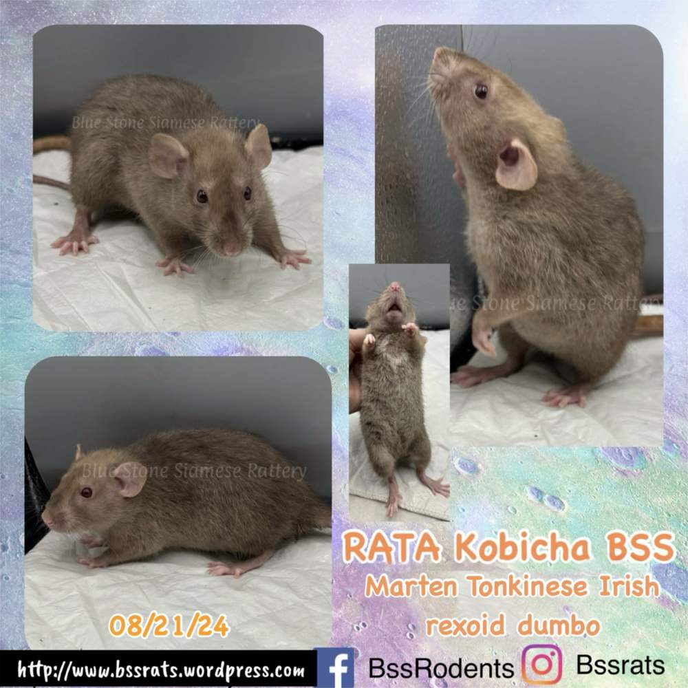 Fancy rat Retired Rattus norvegicus 