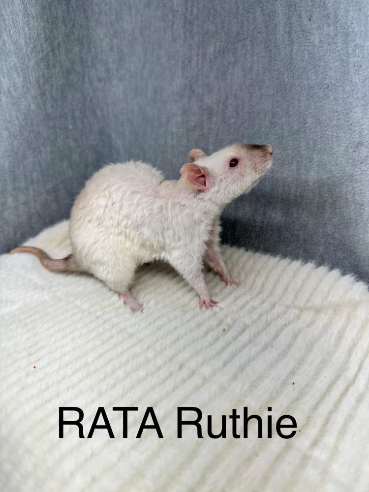 Fancy rat Owned by other Rattus norvegicus 