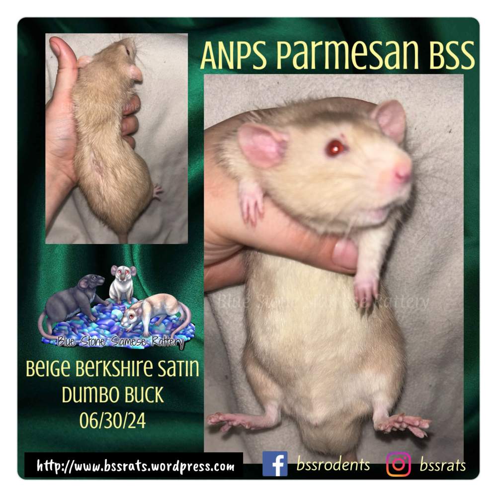 Fancy rat Deceased Rattus norvegicus 