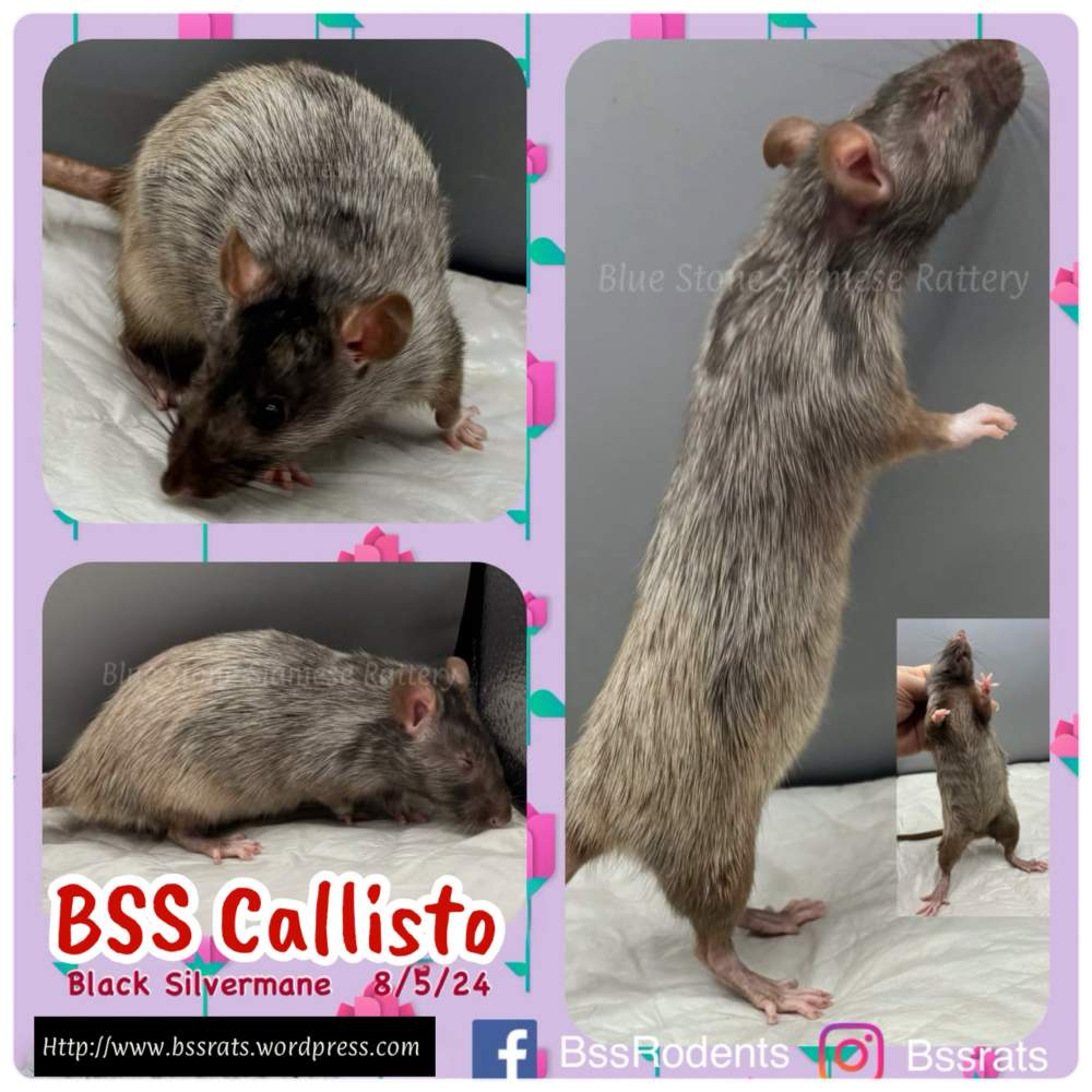 Fancy rat Owned by other Rattus norvegicus 