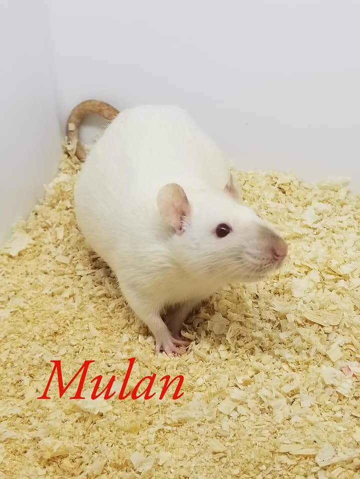 Fancy rat Owned by other Rattus norvegicus 