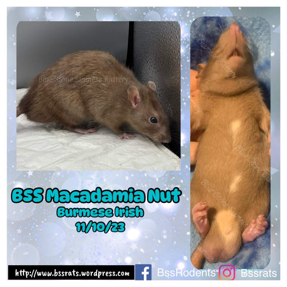 Fancy rat Deceased Rattus norvegicus 