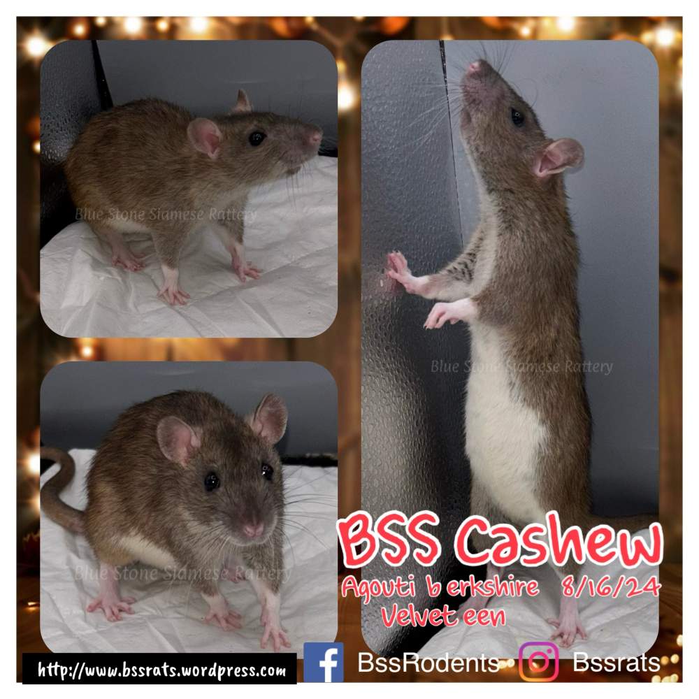 Fancy rat Retired Rattus norvegicus 