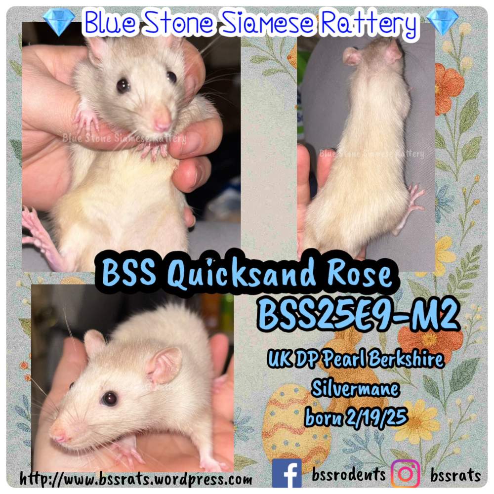 Fancy rat Breeder Rattus norvegicus 