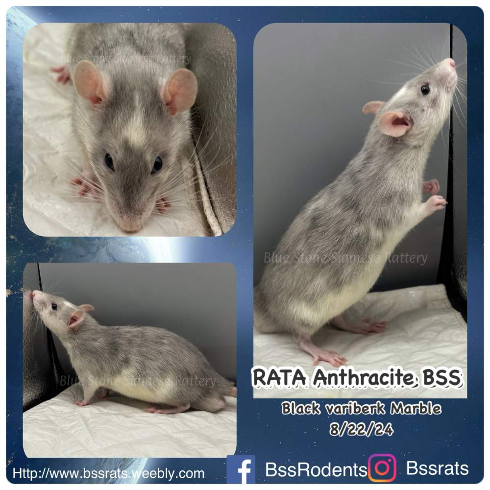 Fancy rat Breeder Rattus norvegicus 