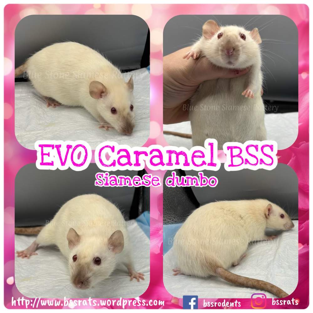 Fancy rat Retired Rattus norvegicus 