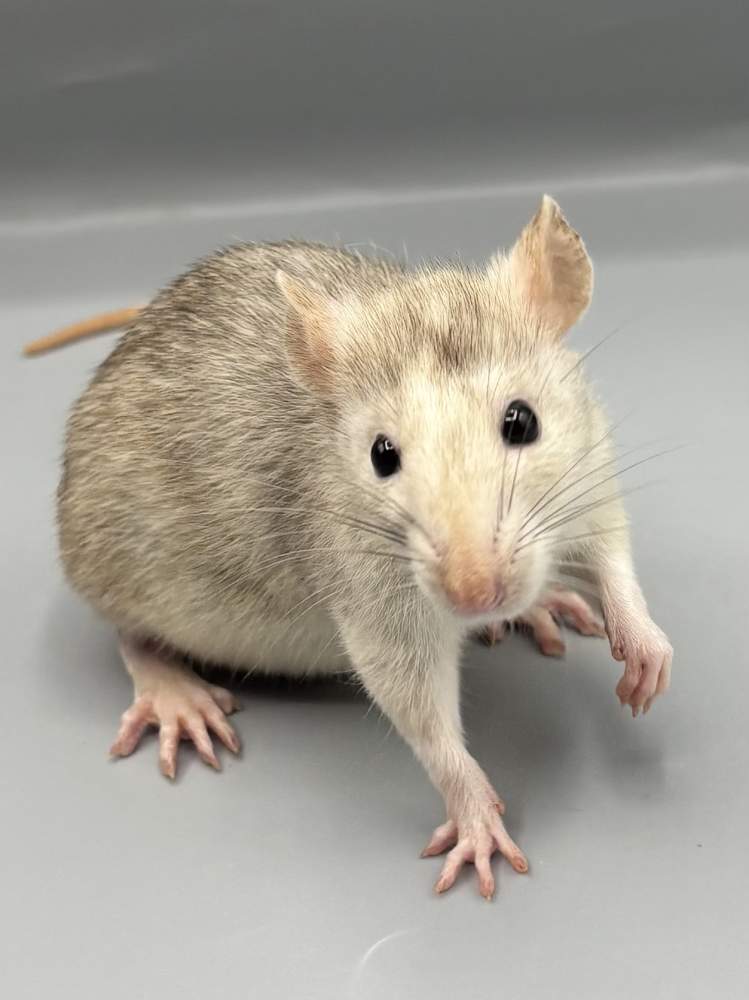 Fancy rat Breeder Rattus norvegicus 