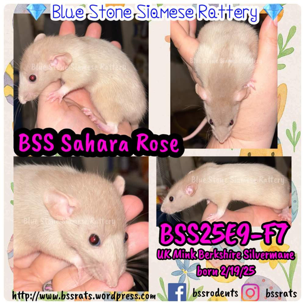 Fancy rat Breeder Rattus norvegicus 