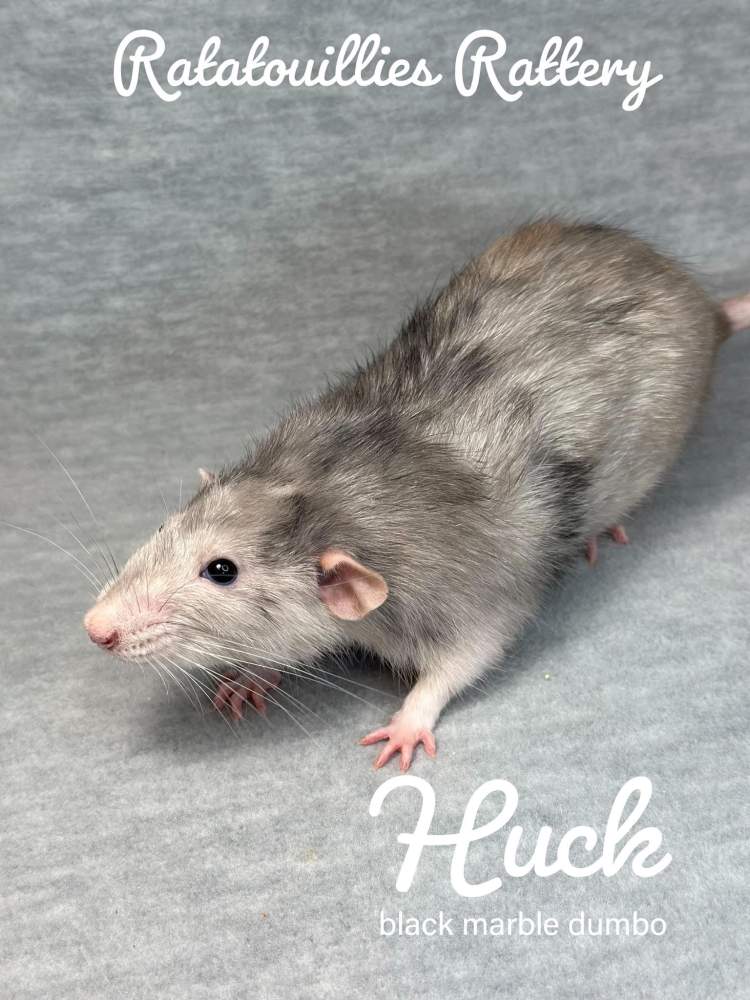 Fancy rat Owned by other Rattus norvegicus 