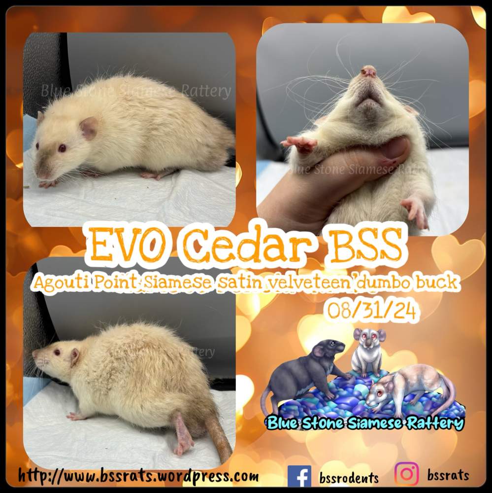 Fancy rat Retired Rattus norvegicus 