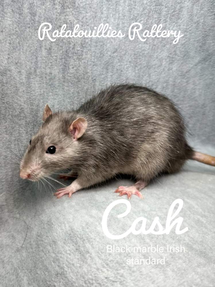 Fancy rat Owned by other Rattus norvegicus 