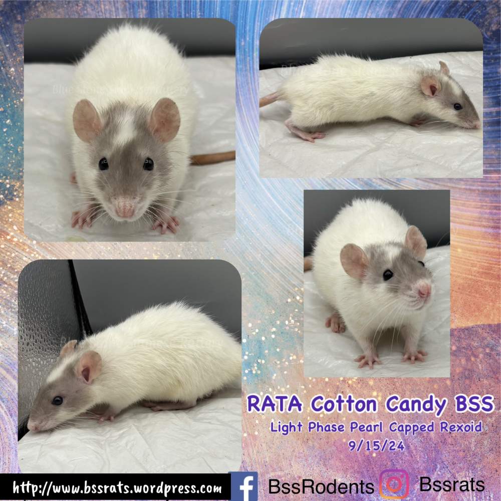 Fancy rat Breeder Rattus norvegicus 