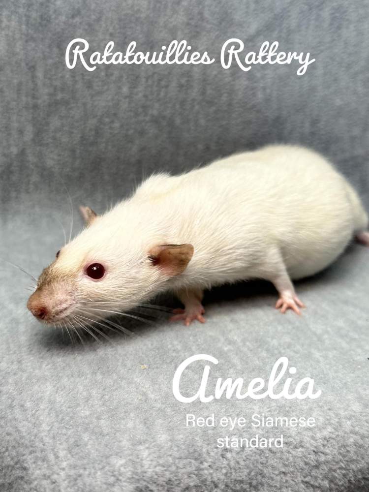 Fancy rat Owned by other Rattus norvegicus 