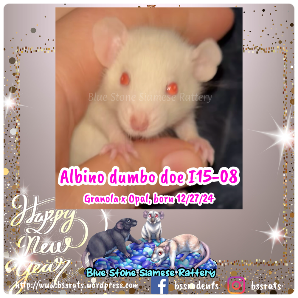 Fancy rat Breeder Rattus norvegicus 