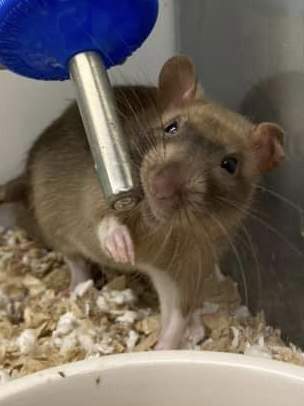 Fancy rat Deceased Rattus norvegicus 