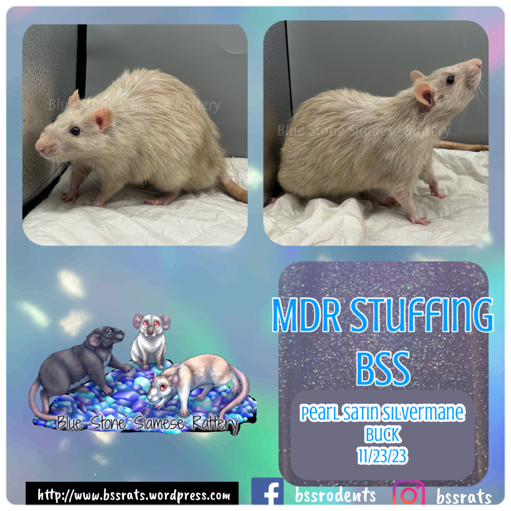 Fancy rat Breeder Rattus norvegicus 