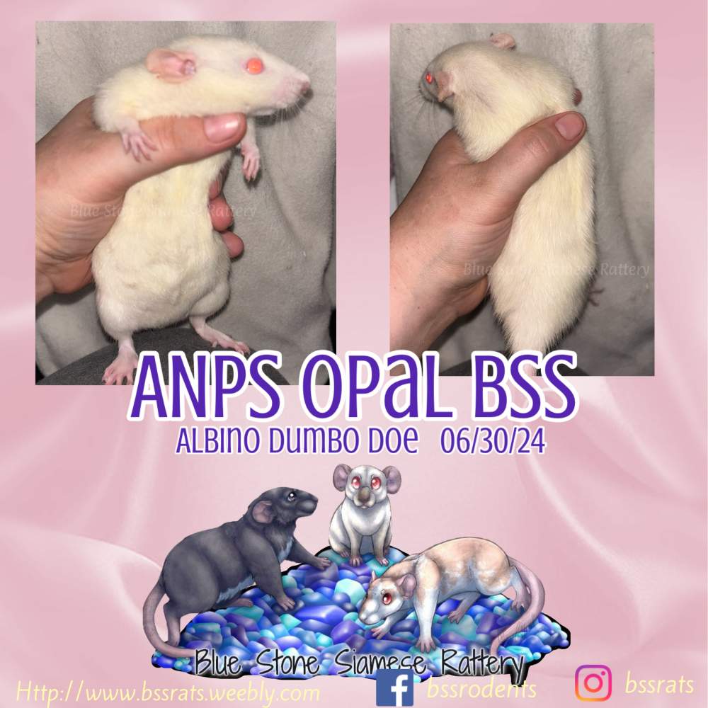 Fancy rat Owned by other Rattus norvegicus 