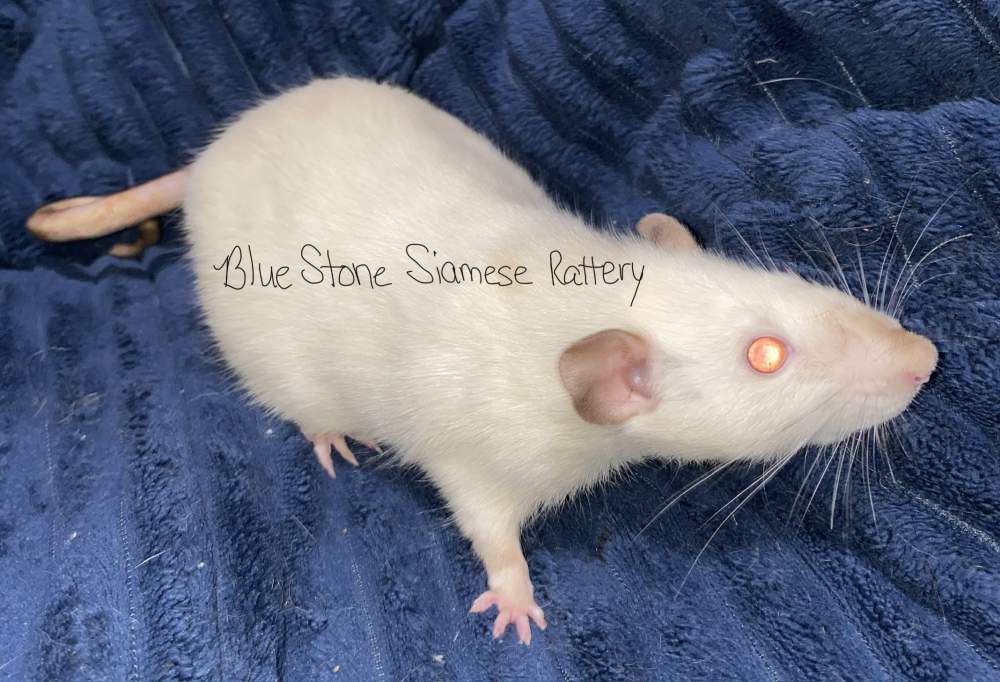 Fancy rat Deceased Rattus norvegicus 