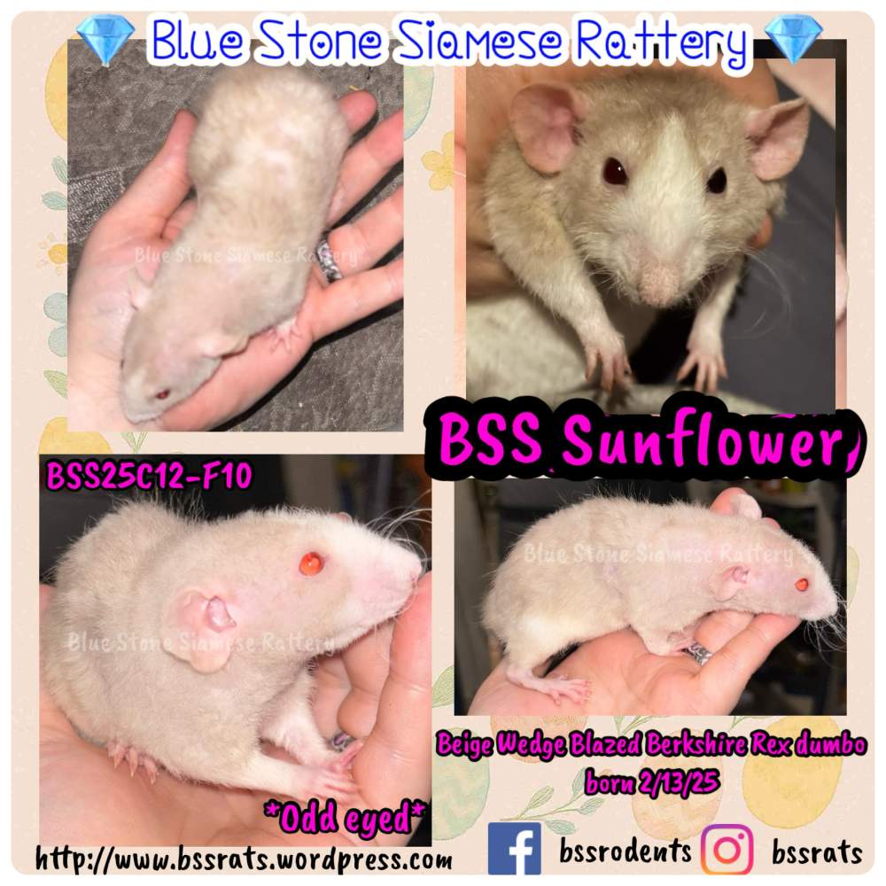 Fancy rat Breeder Rattus norvegicus 