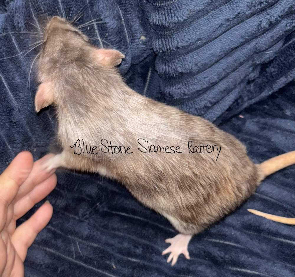 Fancy rat Deceased Rattus norvegicus 