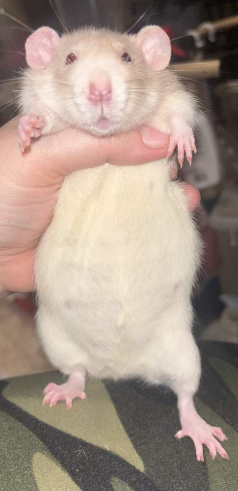 Fancy rat Breeder Rattus norvegicus 