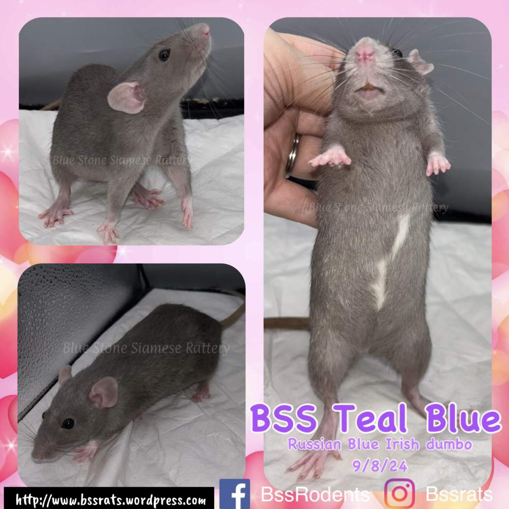 Fancy rat Retired Rattus norvegicus 