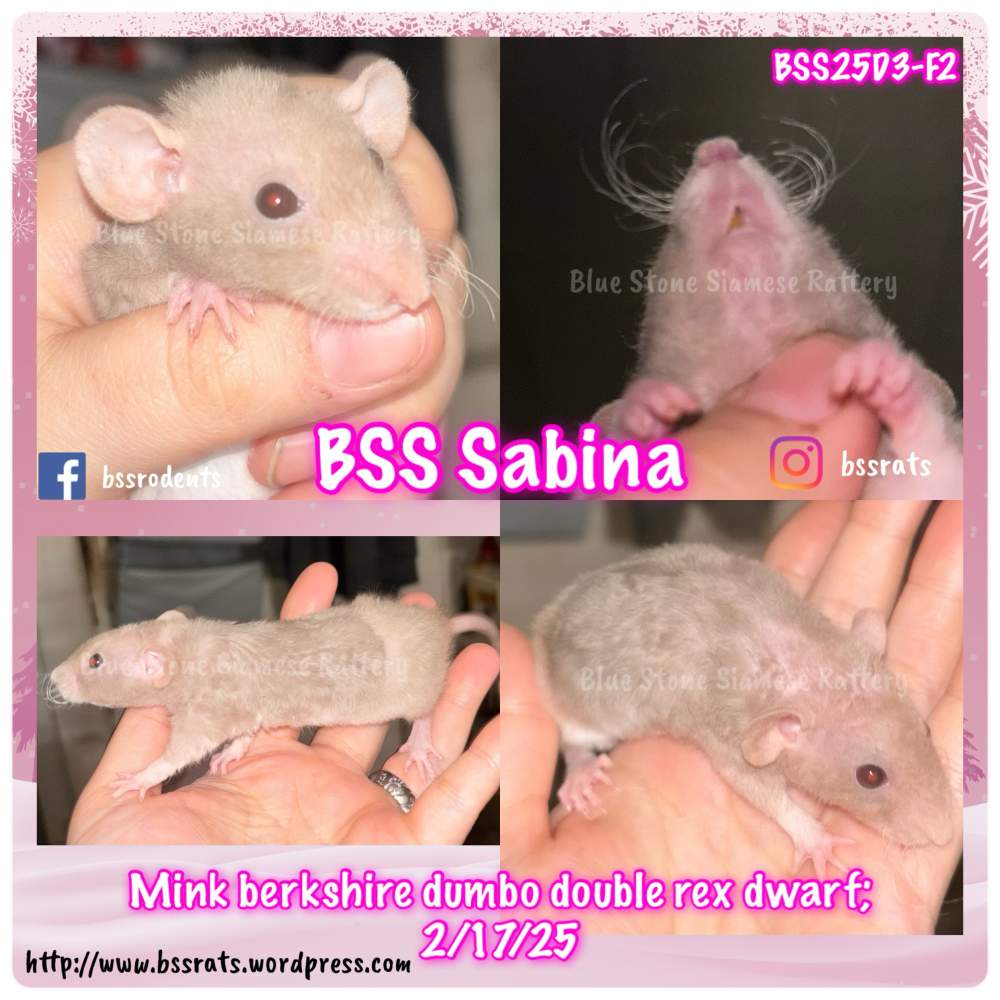 Fancy rat Breeder Rattus norvegicus 