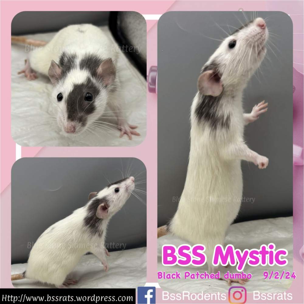 Fancy rat Breeder Rattus norvegicus 