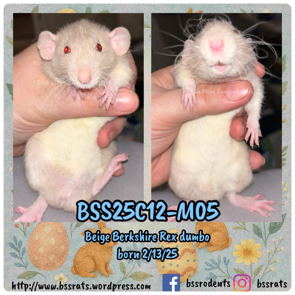 Fancy rat Breeder Rattus norvegicus 